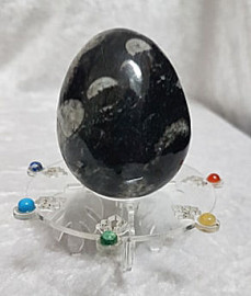 Orthoceras Fossil Egg